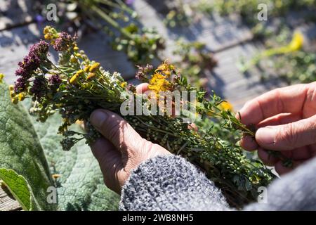 Räucherbüschel binden, Räuchergut, Räuchern, Räucherbündel, smudge-sticks, Räucherritual, Räucherung, Räuchern mit Kräutern, Kräuter verräuchern, Wild Stock Photo