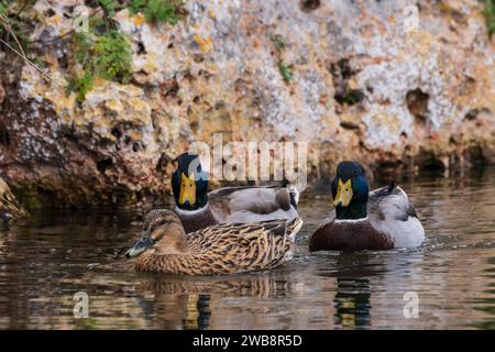 Cala Murada, ducks in Torrent des Fangar,  Manacor, Majorca, Balearic Islands, Spain Stock Photo