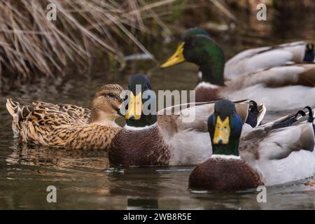 Cala Murada, ducks in Torrent des Fangar,  Manacor, Majorca, Balearic Islands, Spain Stock Photo