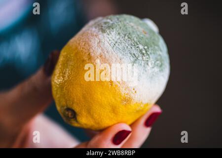 Girl holding a ripe and moldy yellow lemon, close up Stock Photo