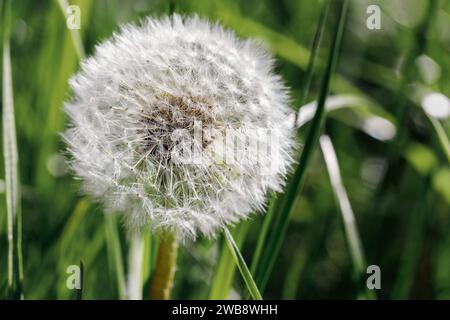 Closeup on dandelion highlighted by sun, blurred background. Stock Photo