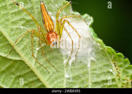 This image captures a motherly Oxyopes pankajii, a Lynx spider, diligently guarding her precious eggs on a verdant leaf in the heart of Satara. Stock Photo