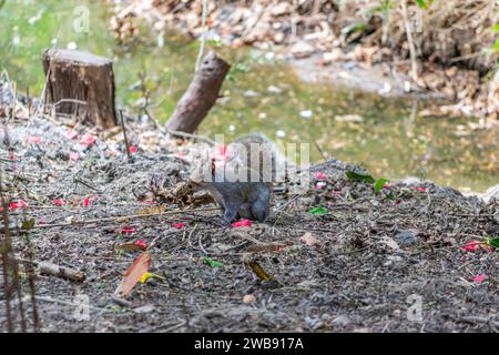 Golders Hill Park, London, UK - May 7th 2013: A squirrel on the ground. Stock Photo