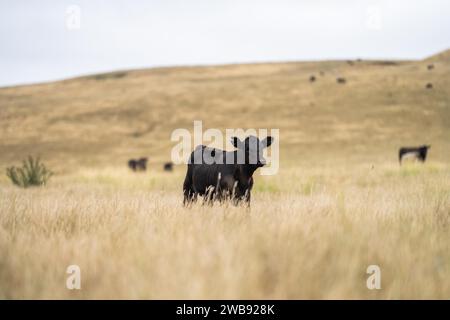 cows and cattle grazing in tasmania Australia Stock Photo - Alamy