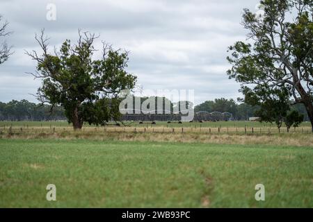 pivot irrigation in an agriculture field growing green food and grass on a farm in australia Stock Photo