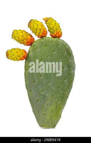 Green cactus leaf aka Opuntia Ficus Indica with fruits still connected to it. Isolated on a white background. Stock Photo