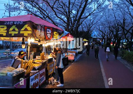 BUSAN, SOUTH KOREA - MARCH 30, 2023: People visit Nakdong Embankment Cherry Blossom Road, a popular spring time attraction in Sasang-gu district of Bu Stock Photo