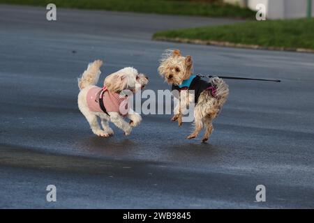 Two dogs excitedly play rough and tumble while being exercised on a December morning as their owners were engaged in conversation. Stock Photo