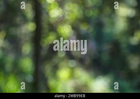 Nature blurred bokeh background. Defocused abstract forest blurry texture. Stock Photo