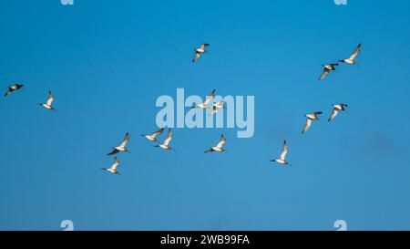 Eurasian Curlew, Numenius arquata, birds in flight at winter on blue sky Stock Photo