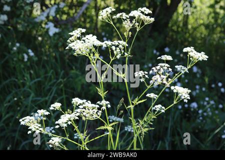 Close up of cow parsley in spring sunlight, in a wildflower verge Stock Photo