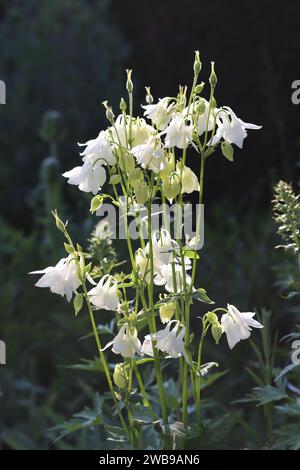 Close up of white aquilegia or columbine flowers Stock Photo
