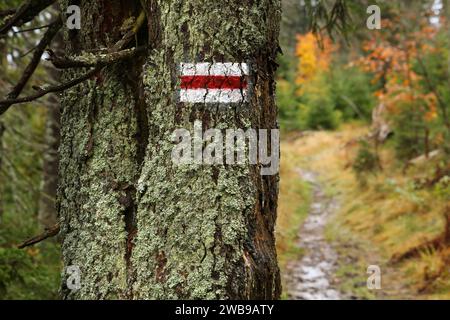 Hiking trail marker in Beskid Zywiecki in Poland. Trail sign painted on tree. Stock Photo