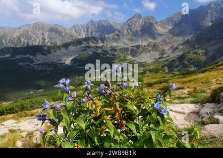 Willow gentian (Gentiana asclepiadea) violet colored flowers in Tatry mountains in Poland. Nature of Poland. Stock Photo