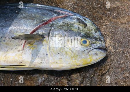 Common dolphinfish also known as mahi-mahi. Fresh fish caught in Buzios, Brazil. Stock Photo