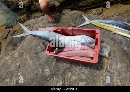 Common dolphinfish also known as mahi-mahi. Fresh fish caught in Buzios, Brazil. Stock Photo