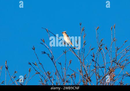 Waxwing in tree in sunshine Stock Photo