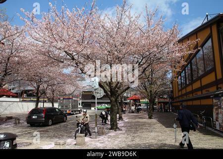 KYOTO, JAPAN - APRIL 14, 2012: People walk under cherry blossoms in downtown Kyoto city, Japan. Kyoto is one of largest cities in Japan. Stock Photo