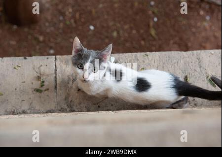 Overhead view of a frightened, grey and white feral kitten. standing on a stone ledge. Stock Photo