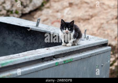 Mangy, black and white, feral kitten sits on the edge of a green, metal garbage dumpster where it had been hunting for a meal. Stock Photo