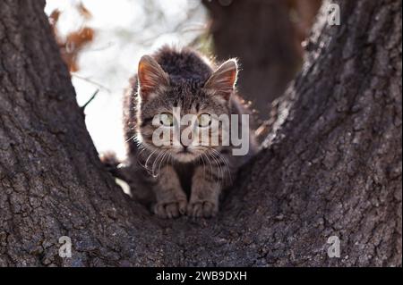 Wide-eyed, feral, grey and black, tiger stripe kitten with big yellow eyes looks on in fear from a perch on a large tree branch. Stock Photo