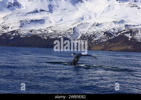 View on a whale in the Skjálfandi bay in northern Iceland Stock Photo ...