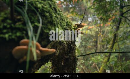 A close-up view of a forest featuring various mossy tree trunks with mushrooms growing between the branches and limbs Stock Photo