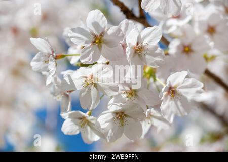 Cherry tree blossom, flower close up, spring background Stock Photo