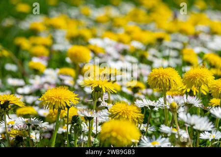 Close up of dandelions and daisies in the grass, wildflowers bloom in spring Stock Photo