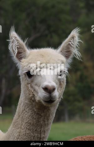 Head shot of Alpacas on farm in Australia Stock Photo