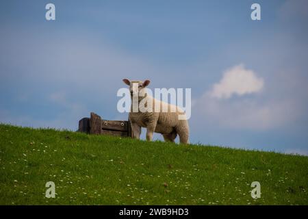A sheep grazing on a dike in Nordstrand Stock Photo