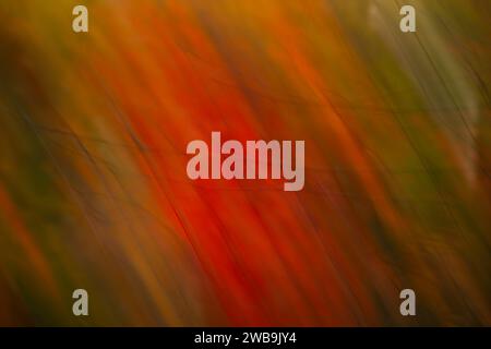 abstract blur of fall or autumn leaf colors in motion movement created by slow shutter speed and intentional camera movement red orange yellow green Stock Photo