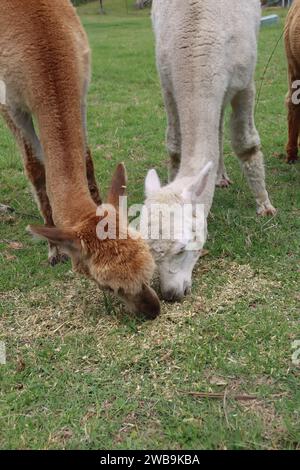 Head shot of Alpacas on farm in Australia Stock Photo