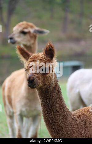 Head shot of Alpacas on farm in Australia Stock Photo