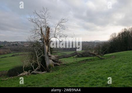 Dead Oak Tree on the Outskirts of Frome, Somerset, England Stock Photo ...