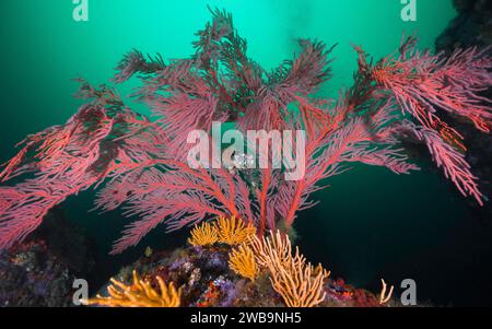 A Large Palmate sea fan (Leptogoria palma) growing on the reef underwater with its vibrant colour Stock Photo