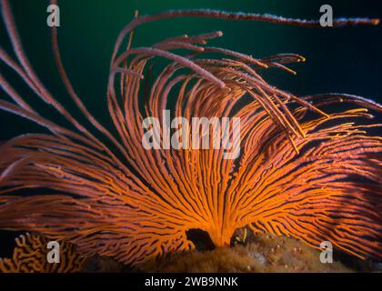 A large vibrant color Flagellar sea fan or Whip fan (Eunicella albicans) with its fronds being moved in the water surge Stock Photo
