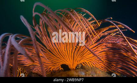 A large vibrant color Flagellar sea fan or Whip fan (Eunicella albicans) with its fronds being moved in the water surge Stock Photo