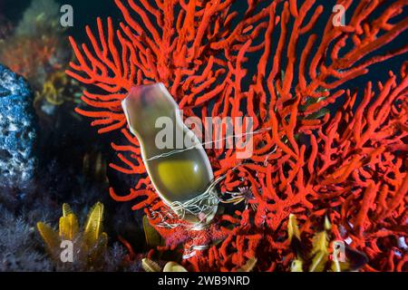 A mermaid's purse or shark egg attached to a sea fan with the embryo visible inside Stock Photo