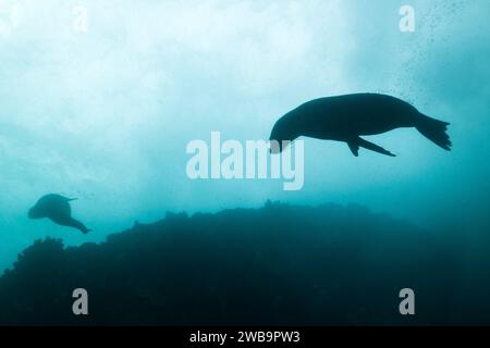 Silhouette of a Cape Fur seal swimming underwater with blue water and the surface of the water in the background Stock Photo