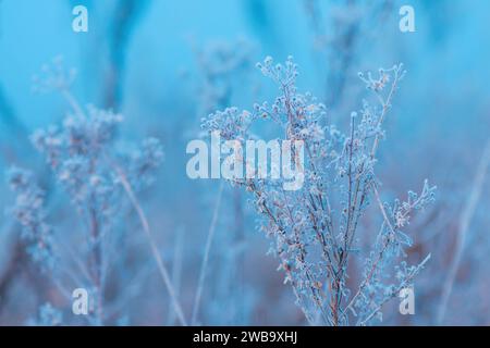 Ice and frost on uncultivated meadow plants in cold foggy winter morning, selective focus Stock Photo