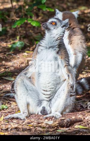 Ring-tailed Lemur (Lemur Catta) posing and sunbathing in Monkeyland Primate Sanctuary, Plettenberg, South Africa Stock Photo