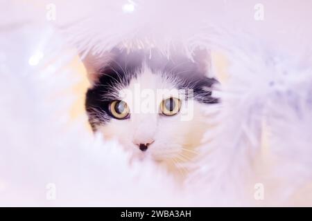 Cat among blurred white branches portrait close up Stock Photo