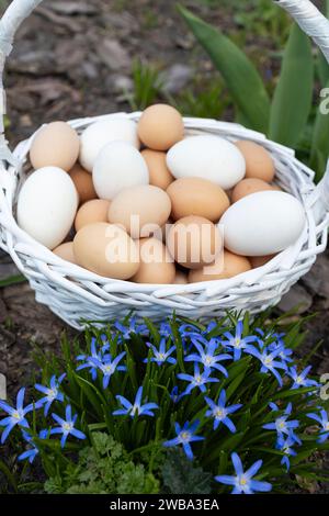 several dozen freshly collected chicken eggs in a wicker basket among blue chionodox flowers. Preparing for Easter. poultry farming. vertical frame Stock Photo