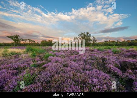 Purple Heather at sunset on Bucklebury Common, Upper Bucklebury, near Newbury, Berkshire, England, United Kingdom, Europe Stock Photo