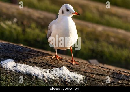 Close up umage of the black headed gull with red beak and legs, an adult, standing on a wooden log covered with white snow. Sunny winter day. Stock Photo