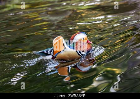 A rare sight in Dublin's National Botanic Gardens, the male Mandarin Duck (Aix galericulata) enchants with its vibrant plumage. An exotic touch to loc Stock Photo