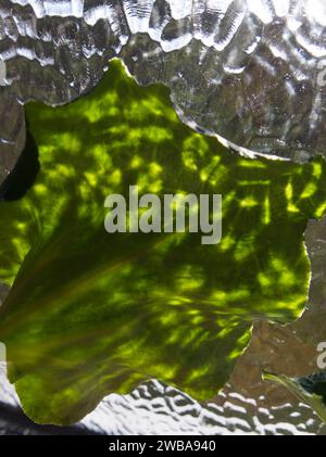 Sunlight streaming through a frosted glass window onto a cyclamen leaf Stock Photo