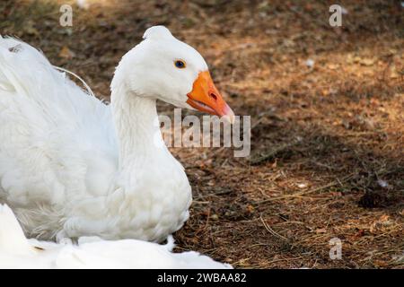 A white swan with an orange beak and a small sextet on a brown ground background Stock Photo