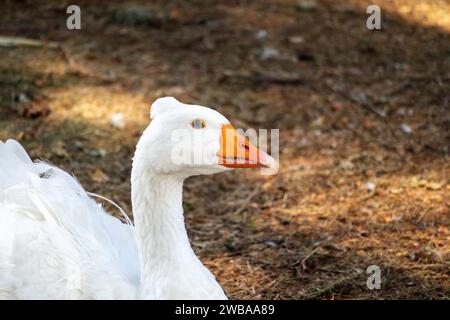 A white swan with an orange beak and a small sextet on a brown ground background Stock Photo